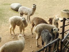 -泉州海丝野生动物世界