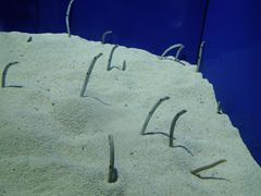 -上海海洋水族馆