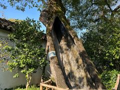 -松鹤楼(山塘街店)