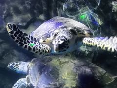 -太平洋海底世界