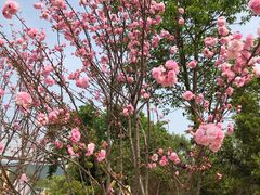 -天适樱花悠乐园
