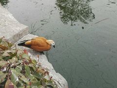 -太阳部落
