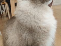 -Let's go狗咖·猫咖·奶狗·桌游(春熙路IFS店)