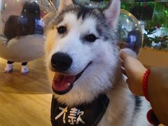 -Husky Go! 哈士奇体验馆·宠物咖啡厅狗咖