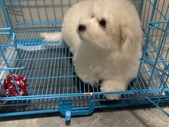 -翊宠yipet猫狗购宠庄园犬舍•猫舍