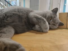 -猫小院猫主题咖啡厅(北锣店)