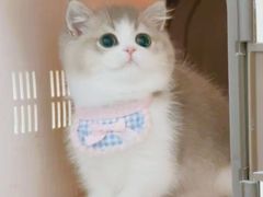 -Bastet sally猫舍购宠(静安店)