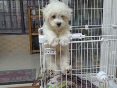 -翊宠yipet猫狗购宠庄园犬舍•猫舍