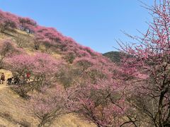 -新建村梅花