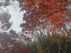 -秋霞圃