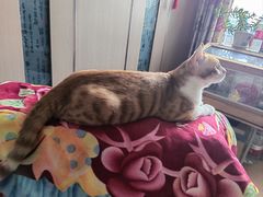 -中农国际动物医院24小时·猫科·骨科·急重症中心