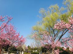 -石家庄市植物园
