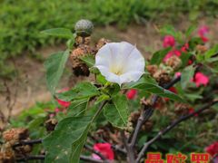 -广西壮族自治区药用植物园