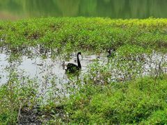 -福建鲤鱼洲酒店