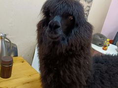 -我爱猫咪·猫咖·狗咖·安哥拉兔·羊驼咖(小寨华旗店)
