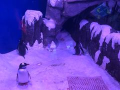 -暹罗海洋世界