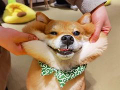 -逗柴咖啡屋·狗咖猫咖宠物桌游