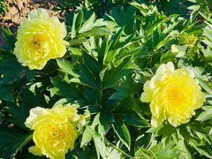 -国家植物园南园