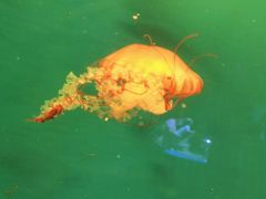 -海合安青岛极地海洋公园