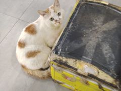 -正兴张血旺