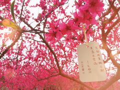 -秀丽东方
