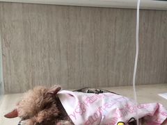 -爱派特动物医院·全科诊疗中心