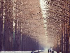 -黄海国家森林公园