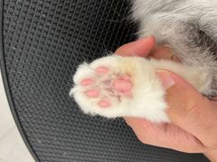 -comecome来吧宠物(奥克斯中心店)