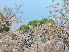 -南山植物园