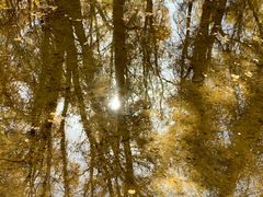 -金塔沙漠胡杨林景区