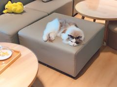 -猫腻·猫咖·撸猫馆(星光大道店)