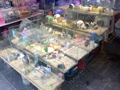 -青石桥花鸟鱼虫市场(叠翠城店)