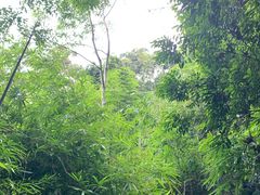 -海南霸王岭国家森林公园