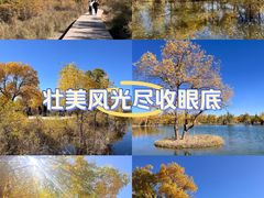 -金塔沙漠胡杨林景区