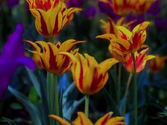 -国家植物园南园