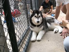 -TrueLove @ Neverland (Husky Cafe)