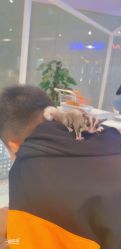 -Moni星球萌宠·小马宝莉·灵蛇·高端高阶全萌宠互动体验俱乐部(红豆国际广场店)
