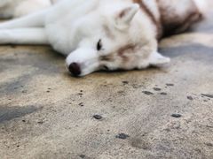 -TrueLove @ Neverland (Husky Cafe)