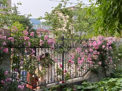 -嘉定紫藤园