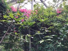 -呀路古热带植物园