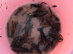 -春花秋色城市公园