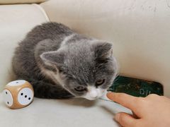 -lincat·猫舍(广州店)