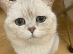 -Meowの猫咖(万家丽店)