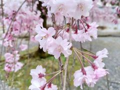-醍醐寺