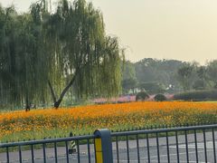 -合肥滨湖国家森林公园