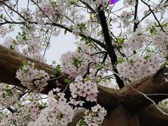 -南汇桃花村