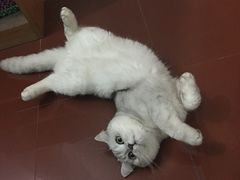 -瑞鹏宠物医院·宠保定点·心脏科·内科(御桥分院)