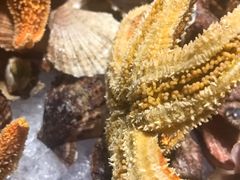 -青岛银沙滩温德姆至尊酒店