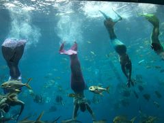 -瑞德姆美人鱼海底演艺主题餐厅(亚龙湾店)