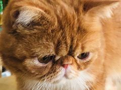 -平行世界·猫咖(首经贸店)